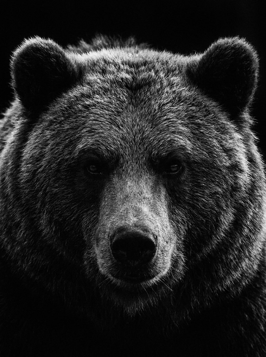 Black and white portrait of a grizzly bear